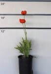 Papaver orientale 'Brilliant' - Red Oriental Poppy