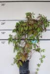 Parthenocissus quinquefolia 'Engelmanni' - Engelman Ivy
