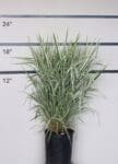 Phalaris arundinacea 'Picta' - Variegated Ribbon Grass