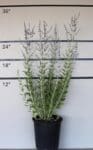 Perovskia atriplicifolia - Russian Sage