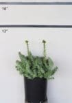 Sedum rupestre 'Blue Spruce' - Blue Creeping Stonecrop