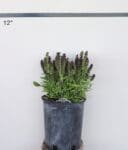 Salvia nemorosa 'Marcus' - Marcus Dwarf Blue Sage