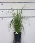 Saccharum ravennae 'Erianthus' - Plume Grass