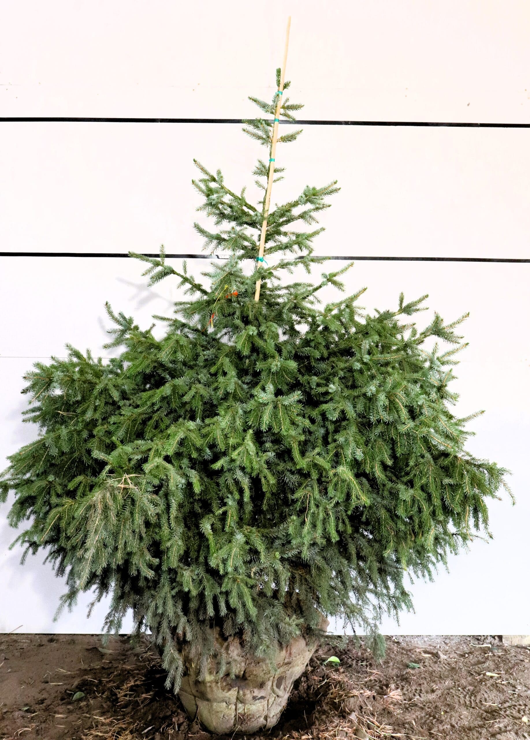Picea omorika