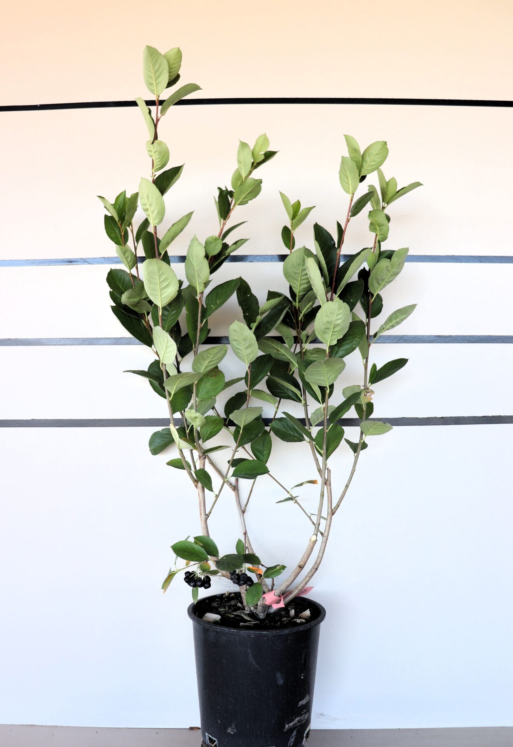 Aronia mel. 'Viking'