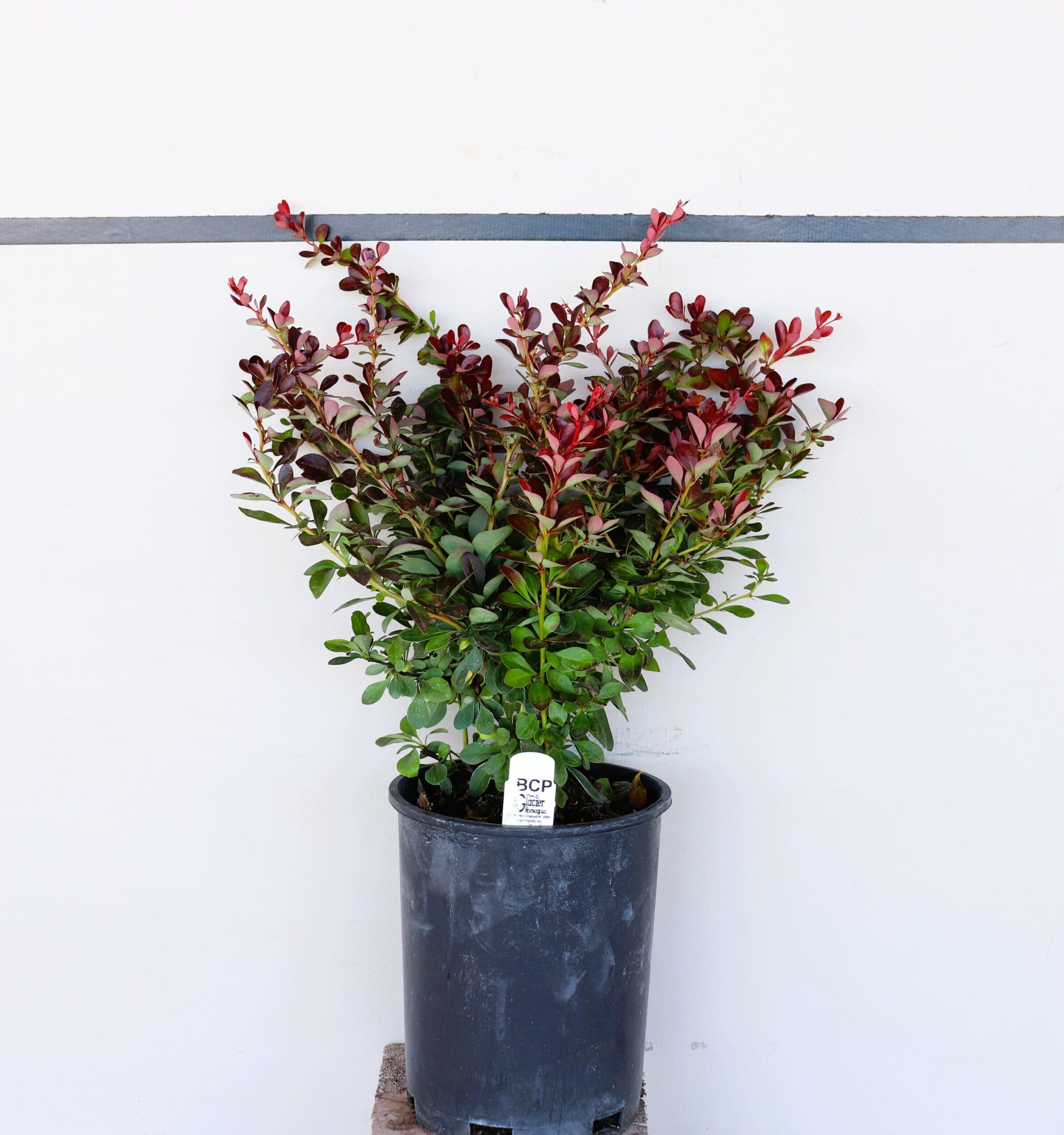 Berberis thunbergii 'Crimson Pygmy'
