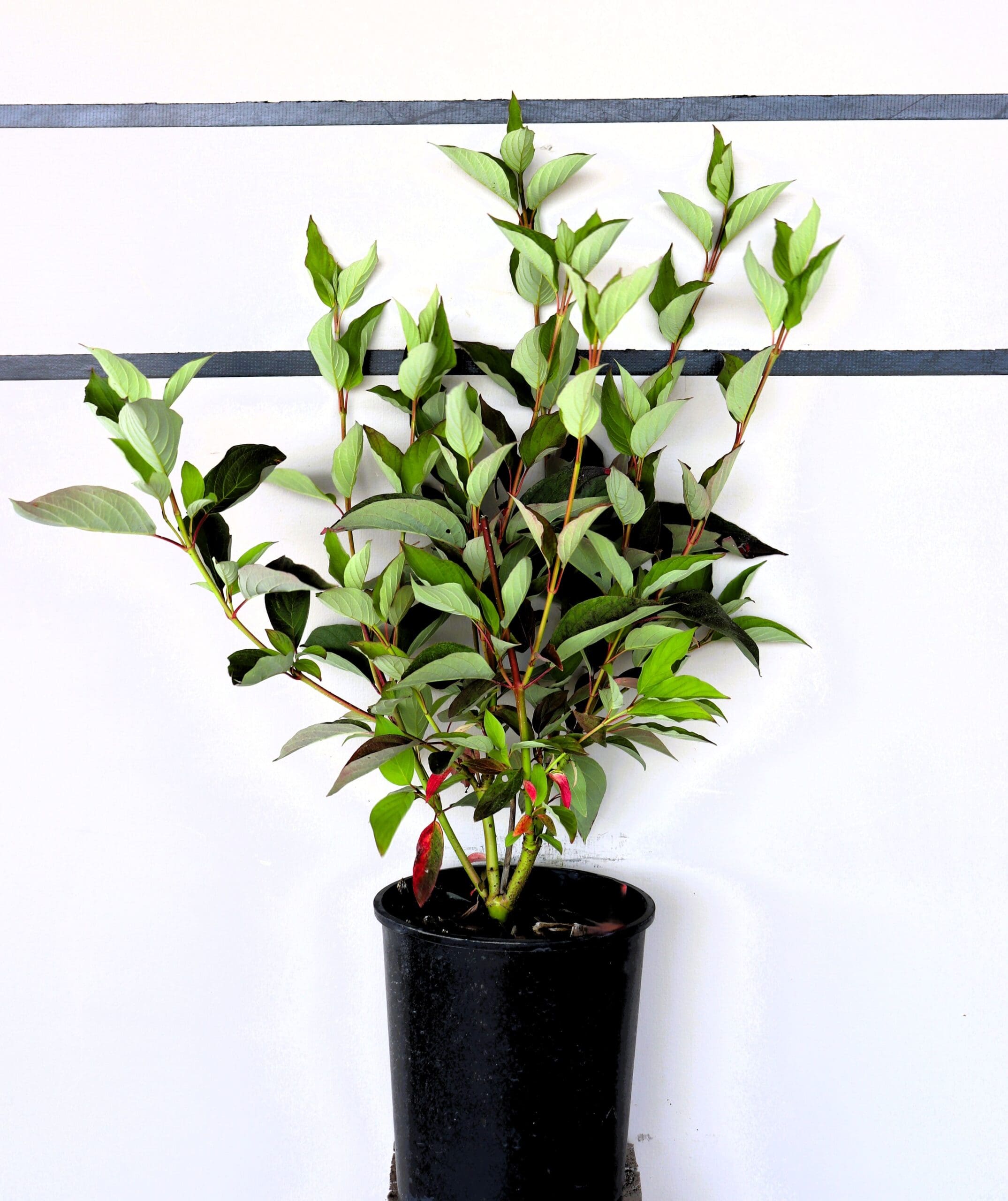 Cornus sericea 'Isanti'