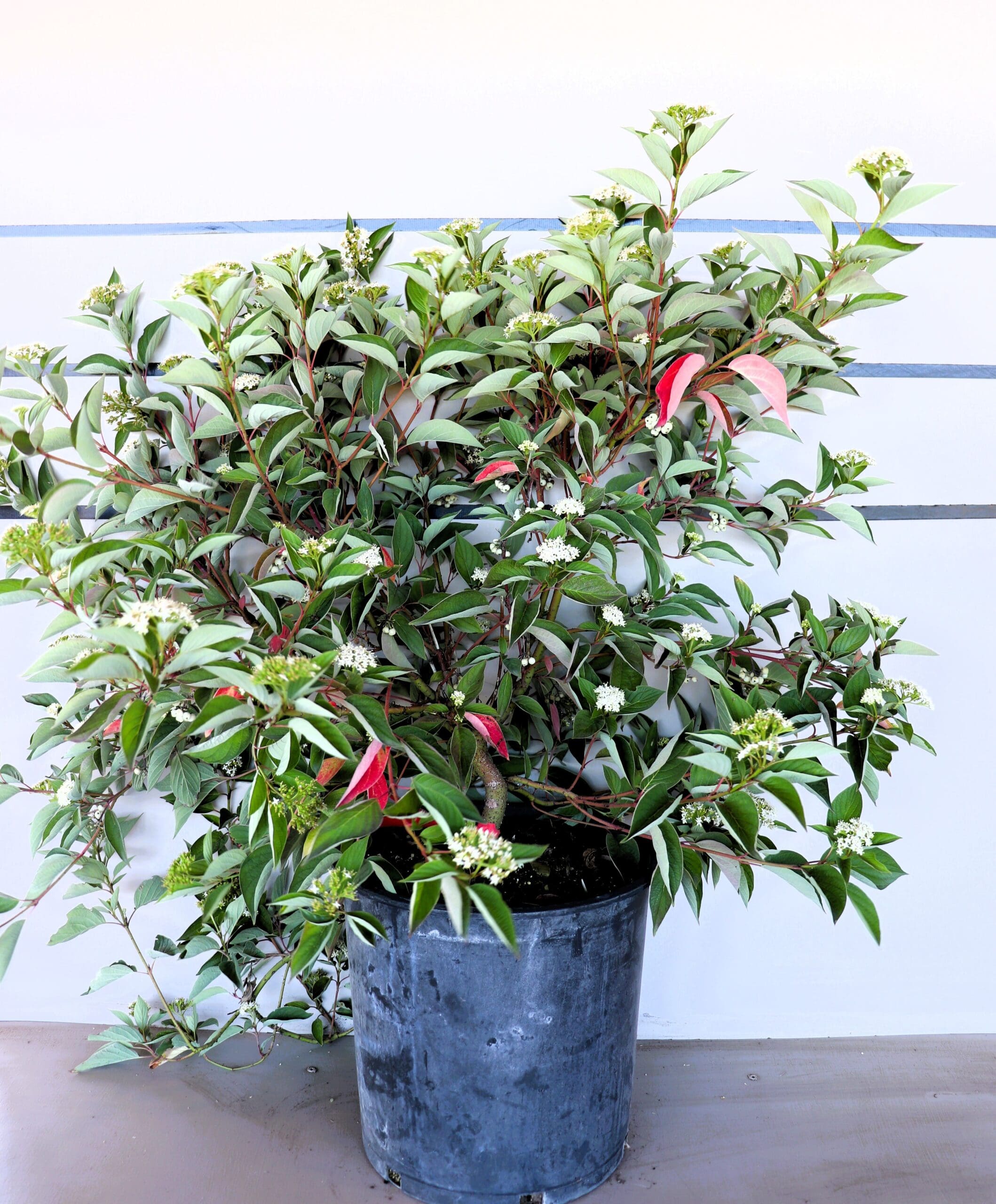 Cornus sericea 'Isanti'