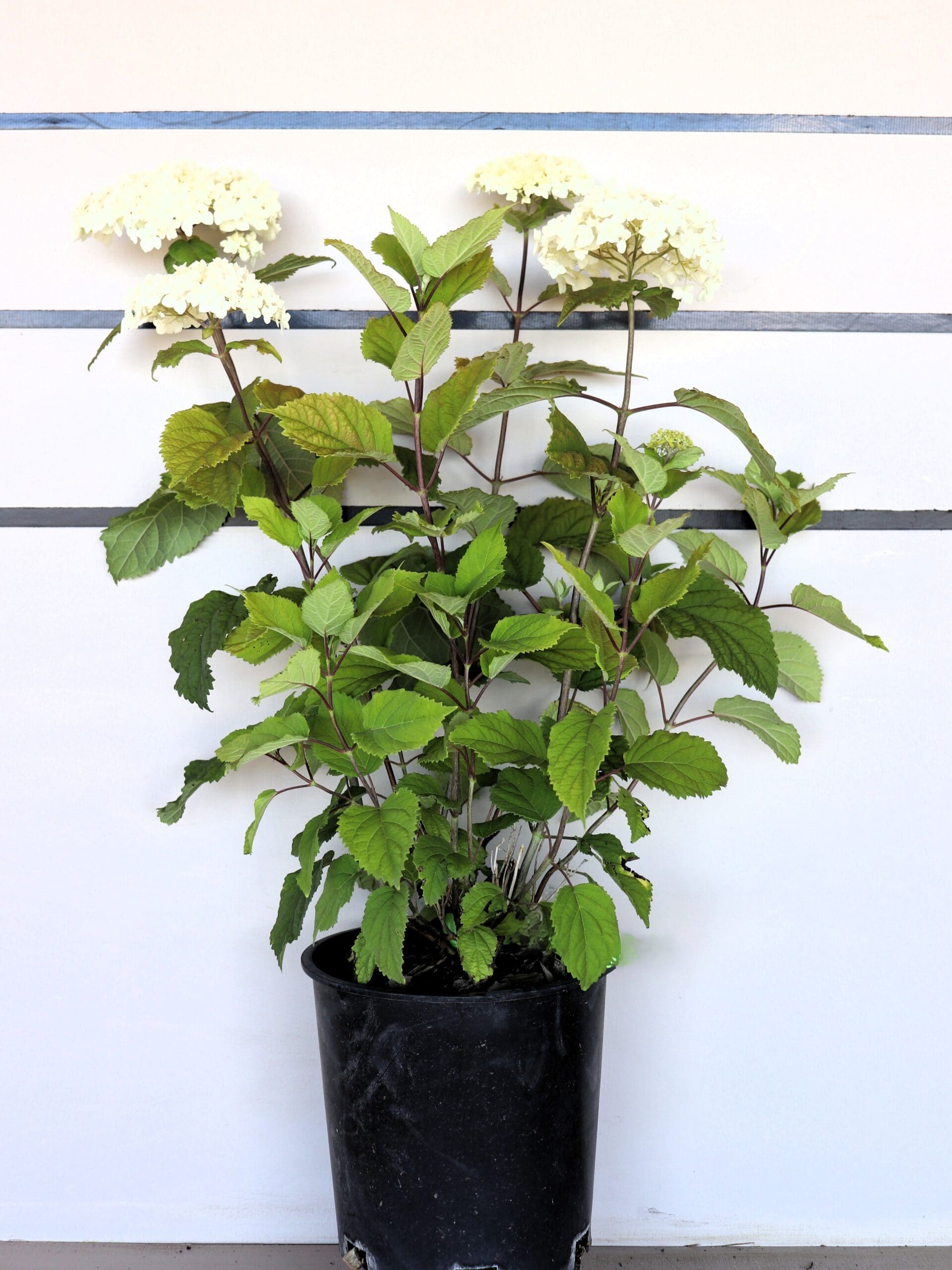 Hydrangea a. 'FlowerFull'