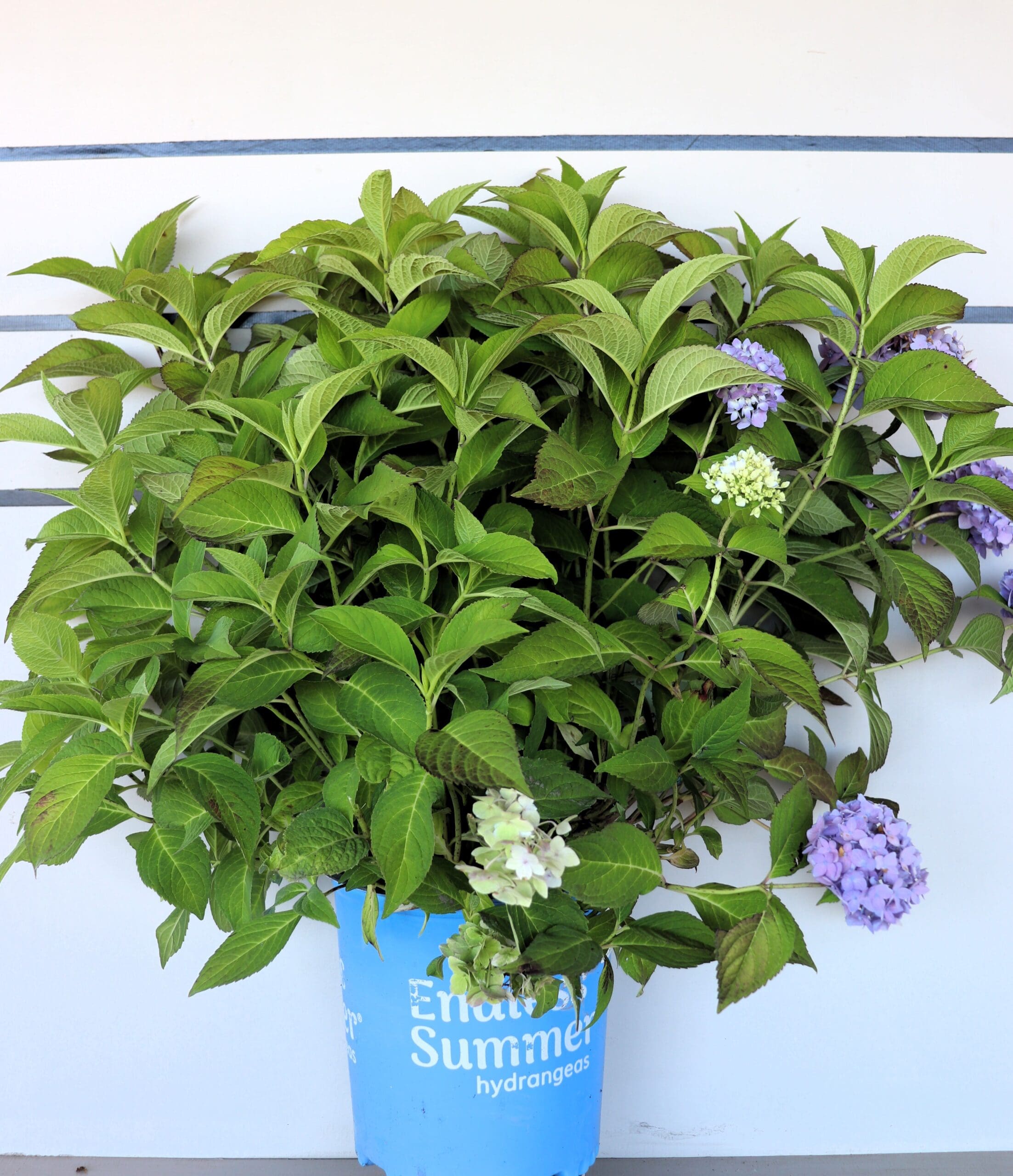Hydrangea macrophylla 'Bailmer'