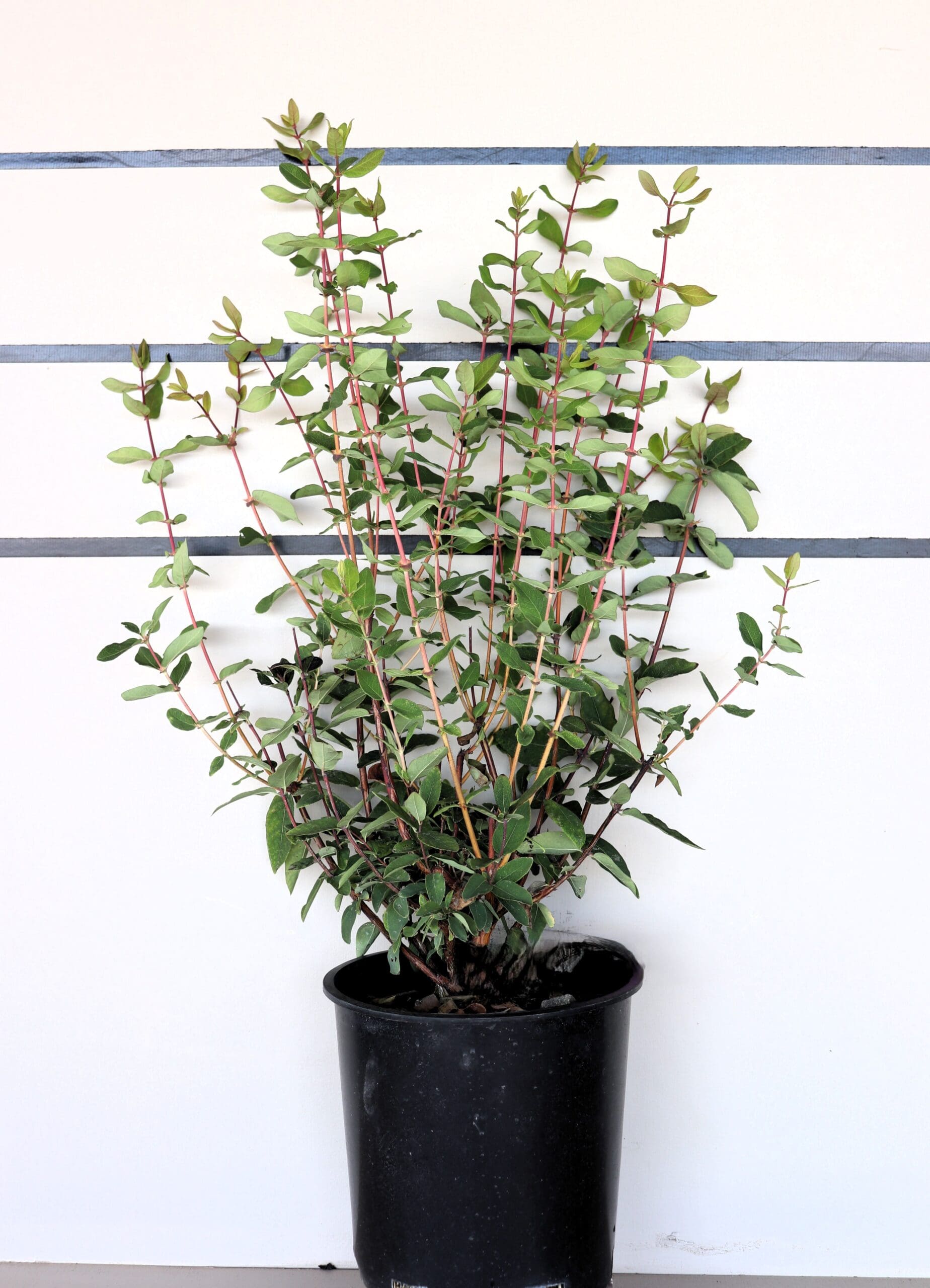Lonicera c. 'Blue Berry'