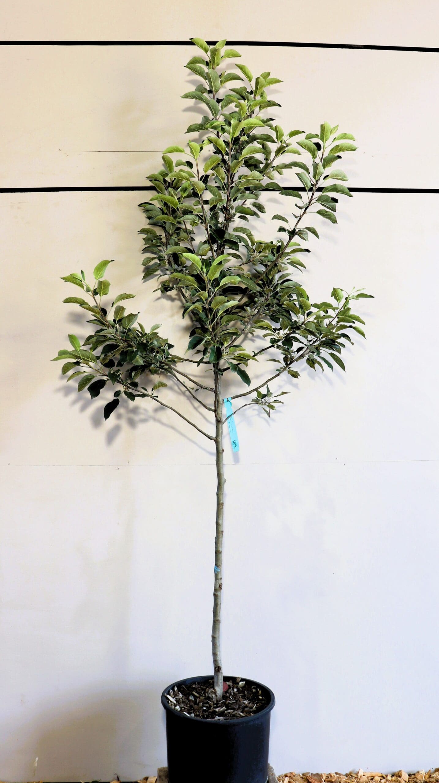 Glacier Nursery Malus Hazen Apple
