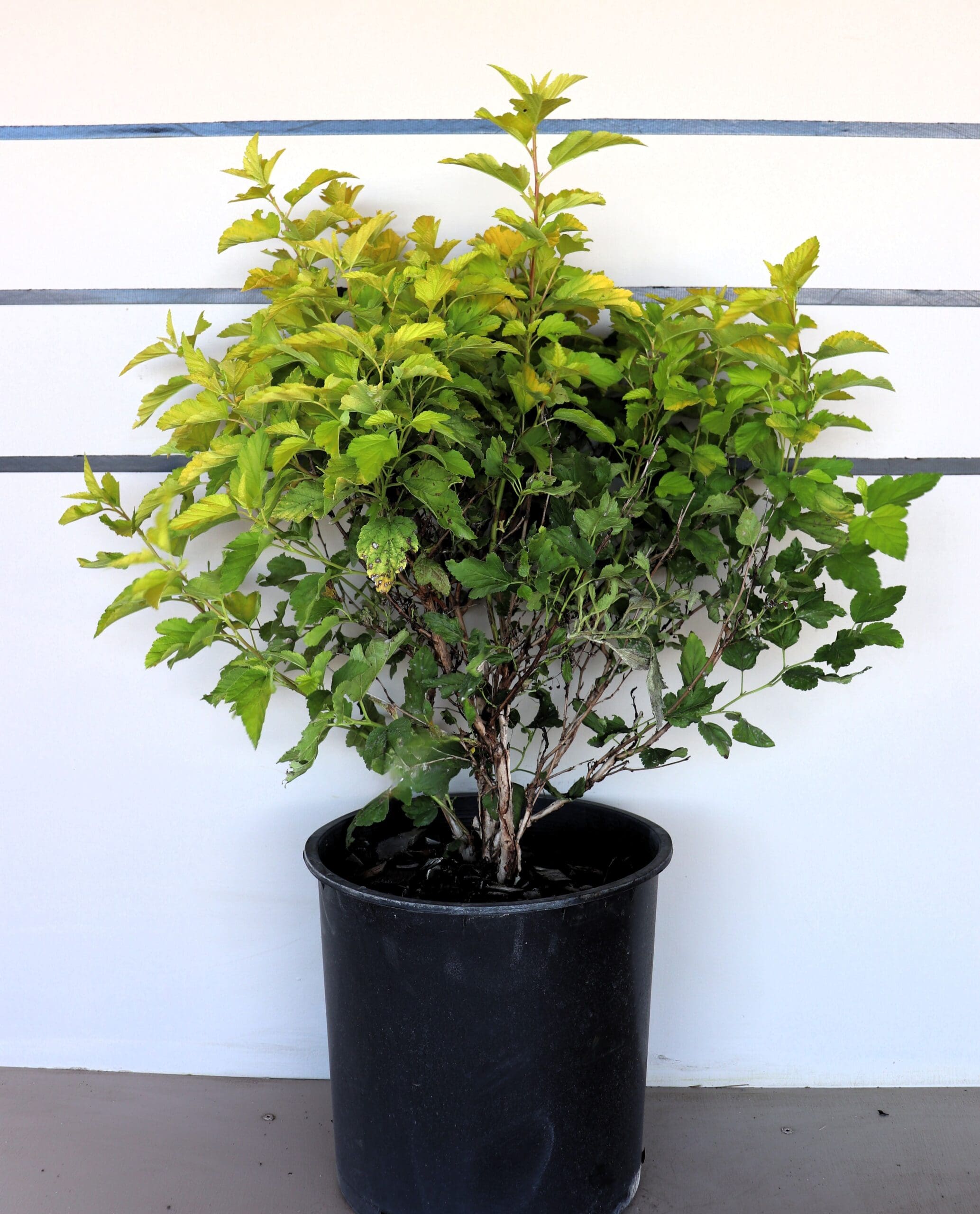 Physocarpus opulifolius 'Dart's Gold'