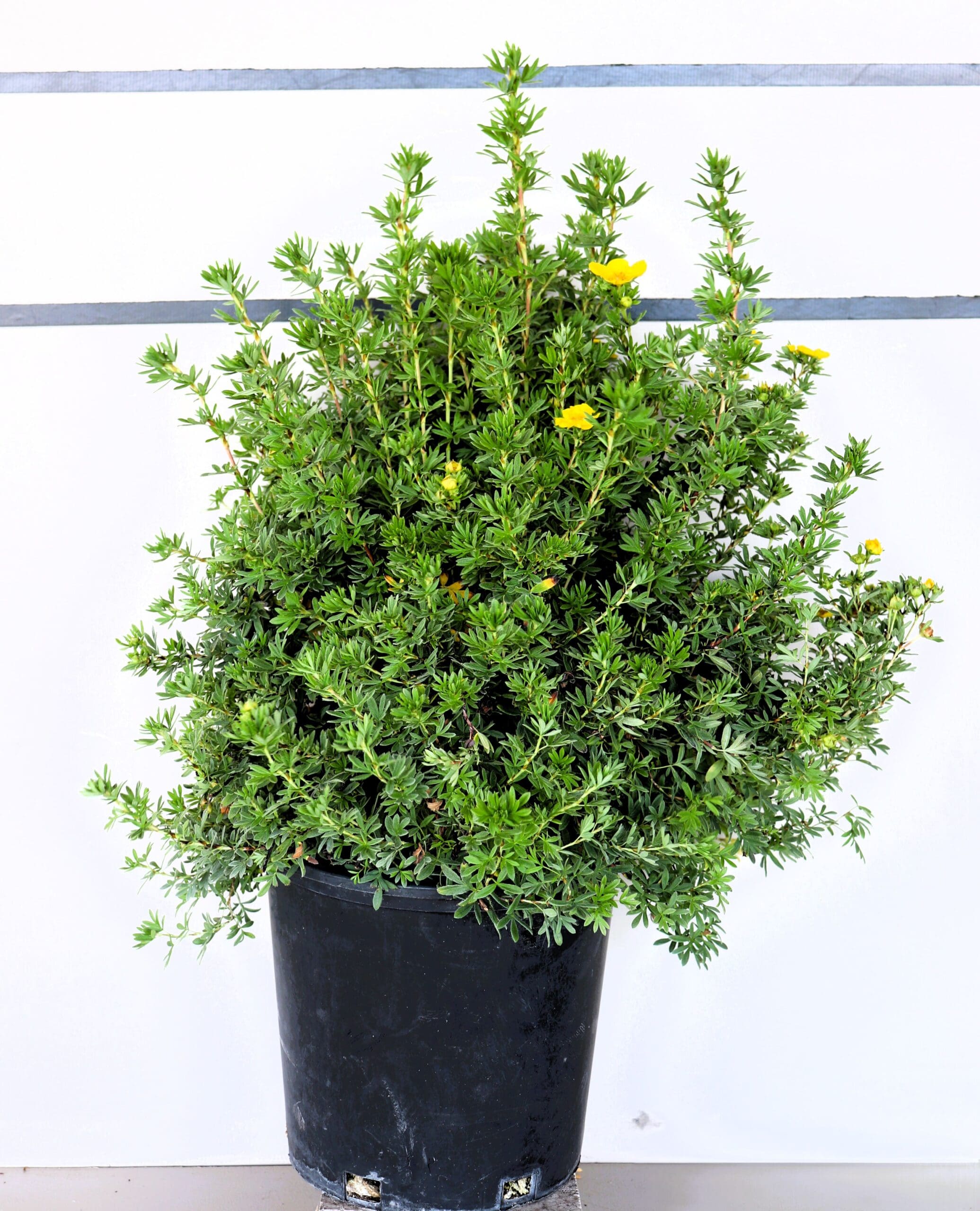 Potentilla fruticosa 'Goldfinger'