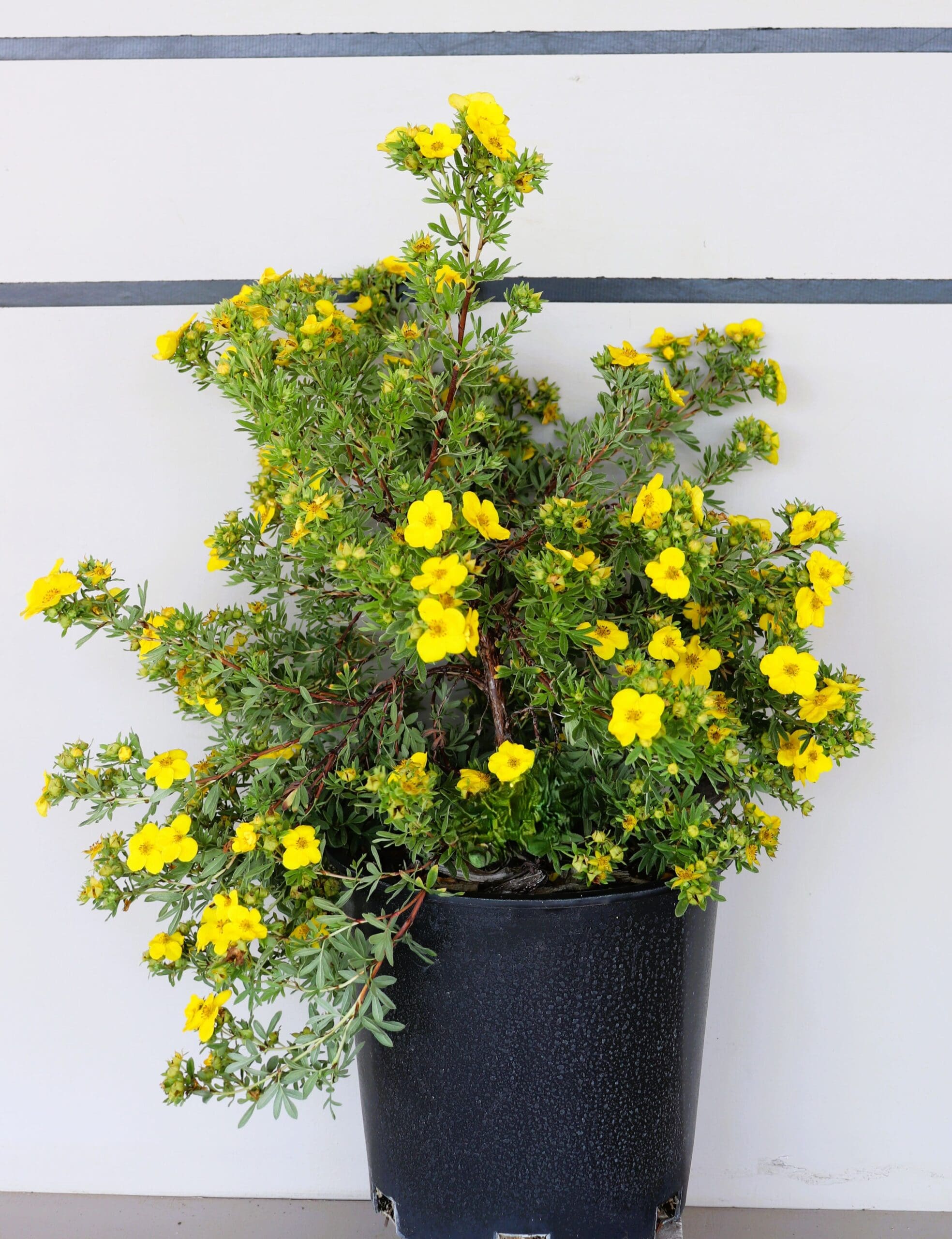 Potentilla fruticosa 'Goldstar'