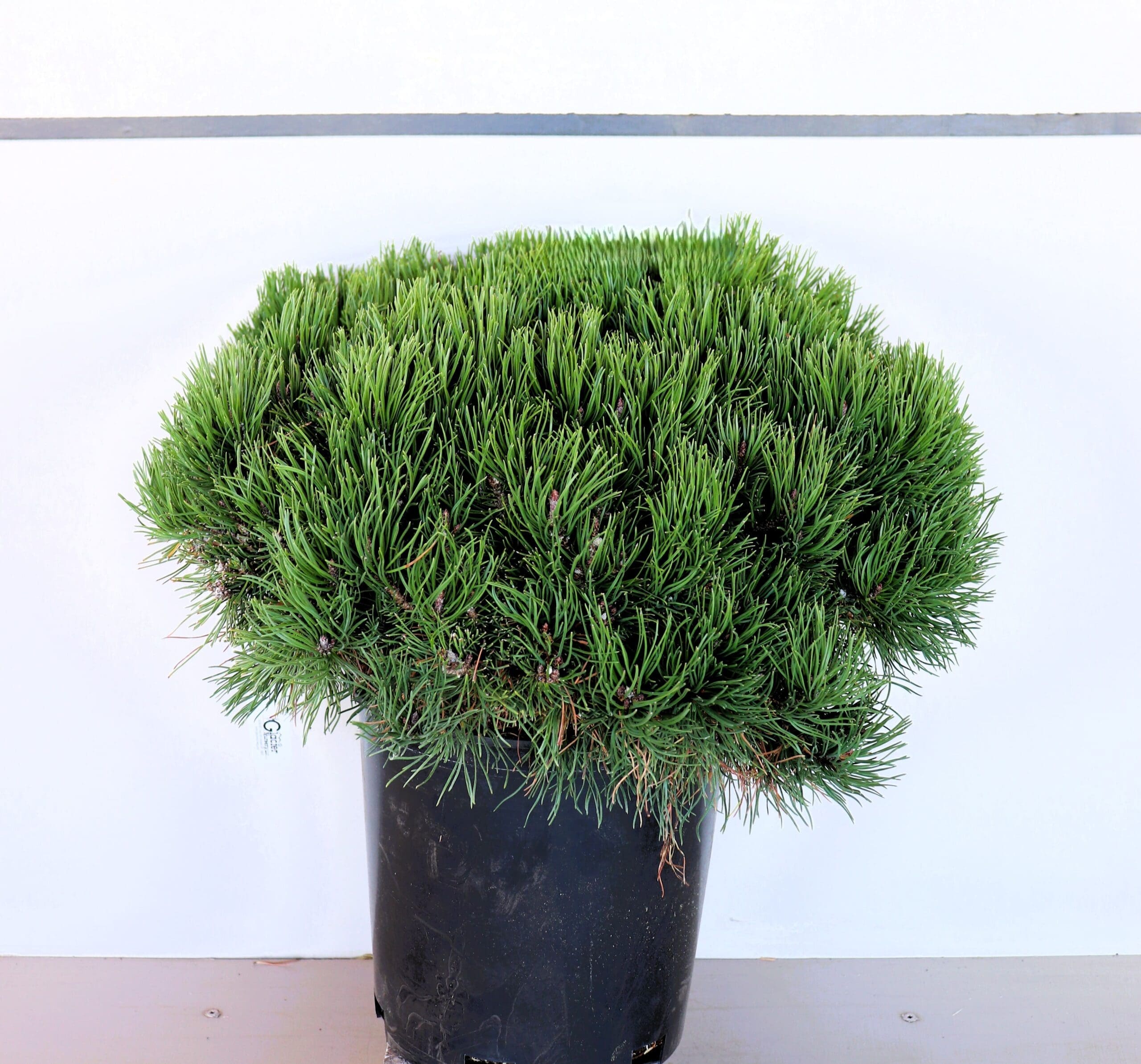 Pinus mugo pumilio