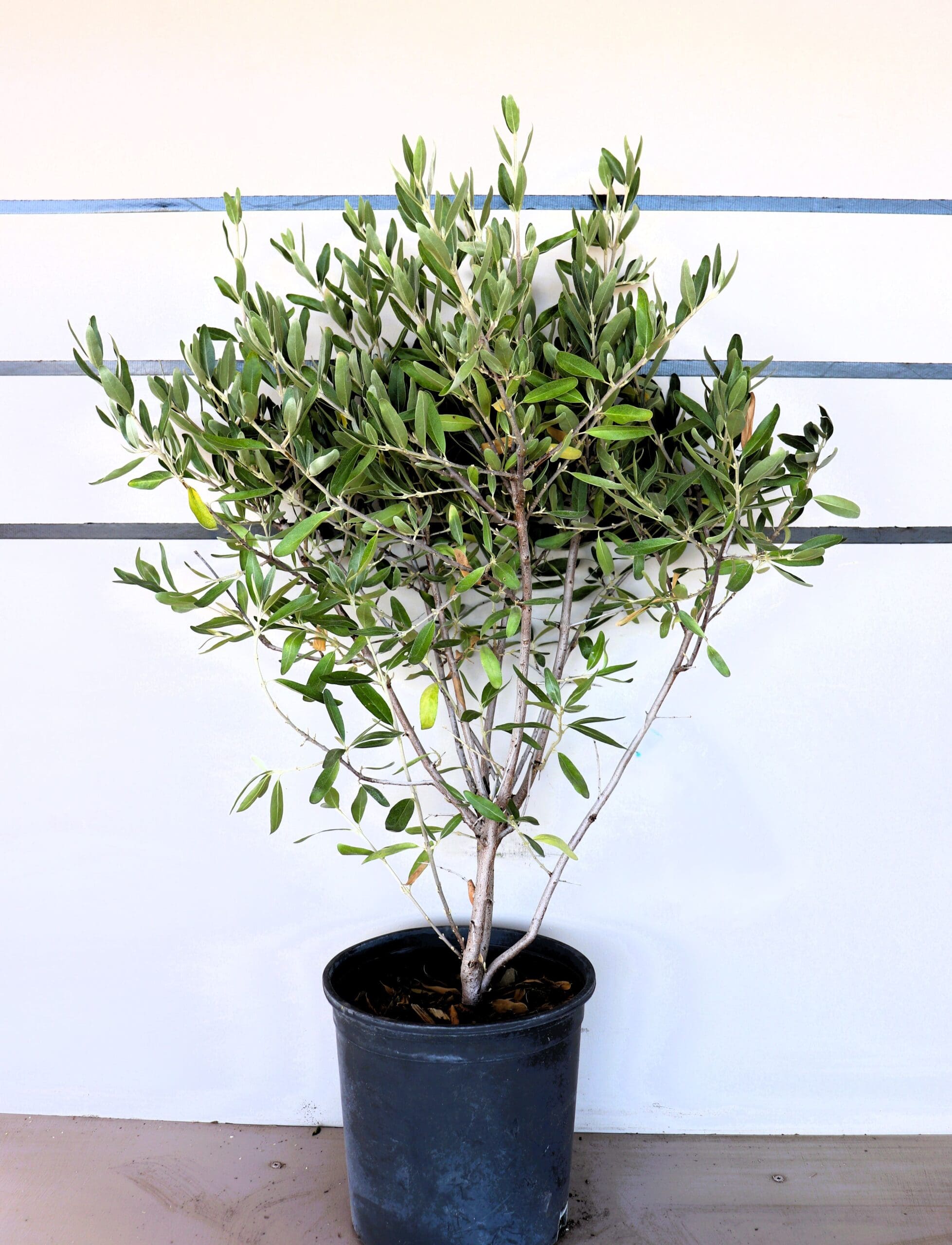 Shepherdia argentea