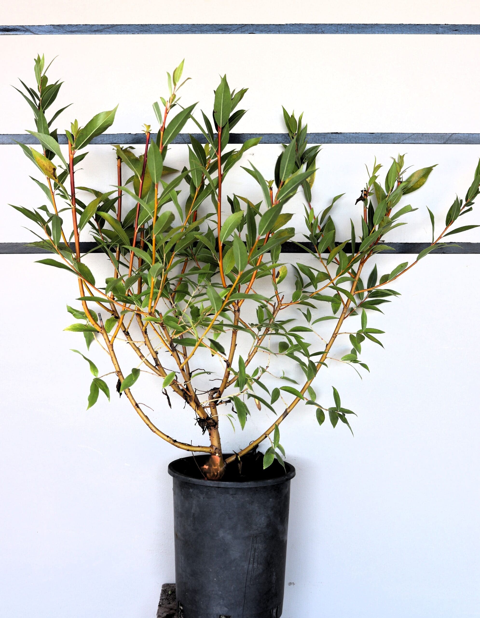 Salix 'Flame'