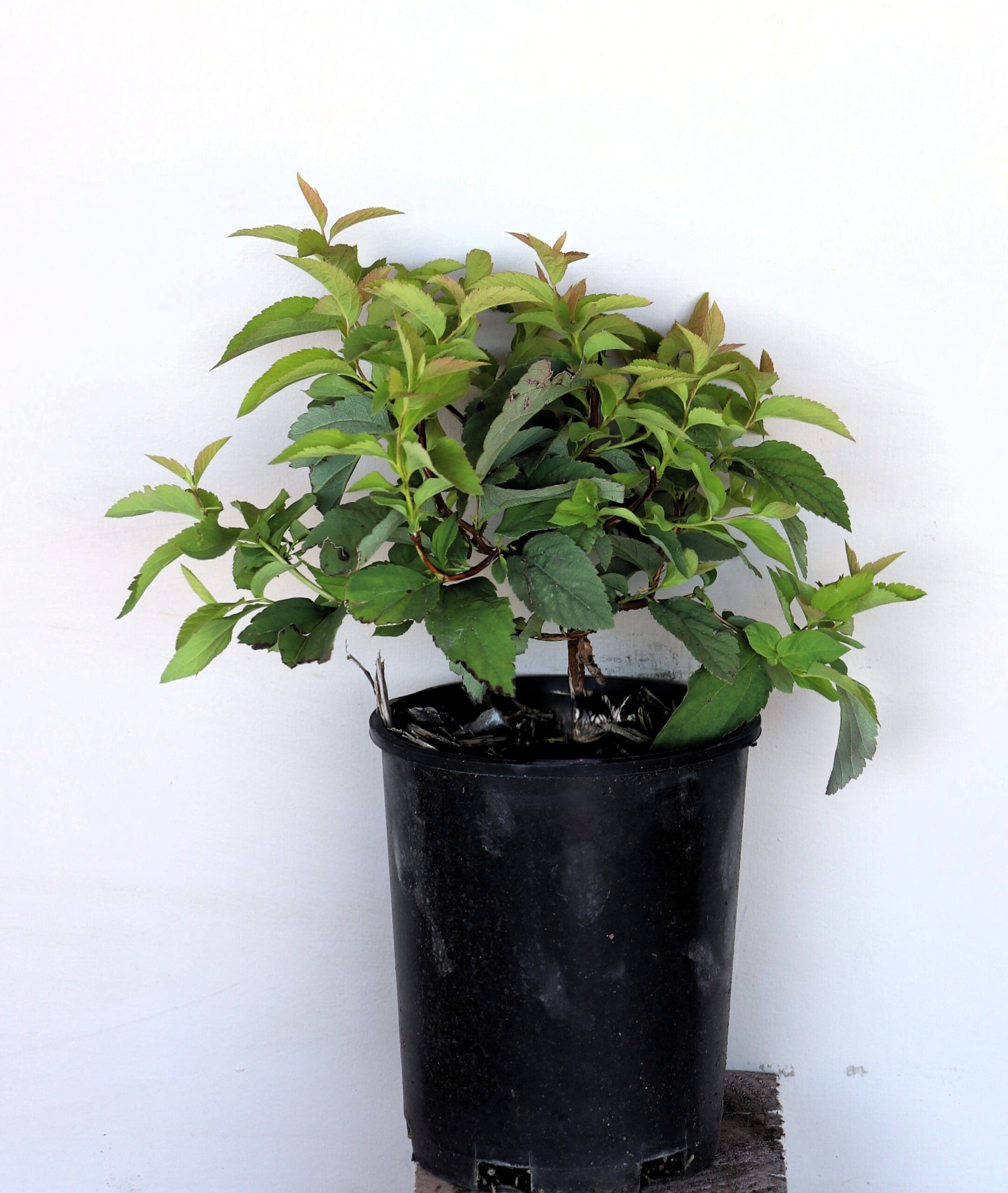 Spiraea fritschiana