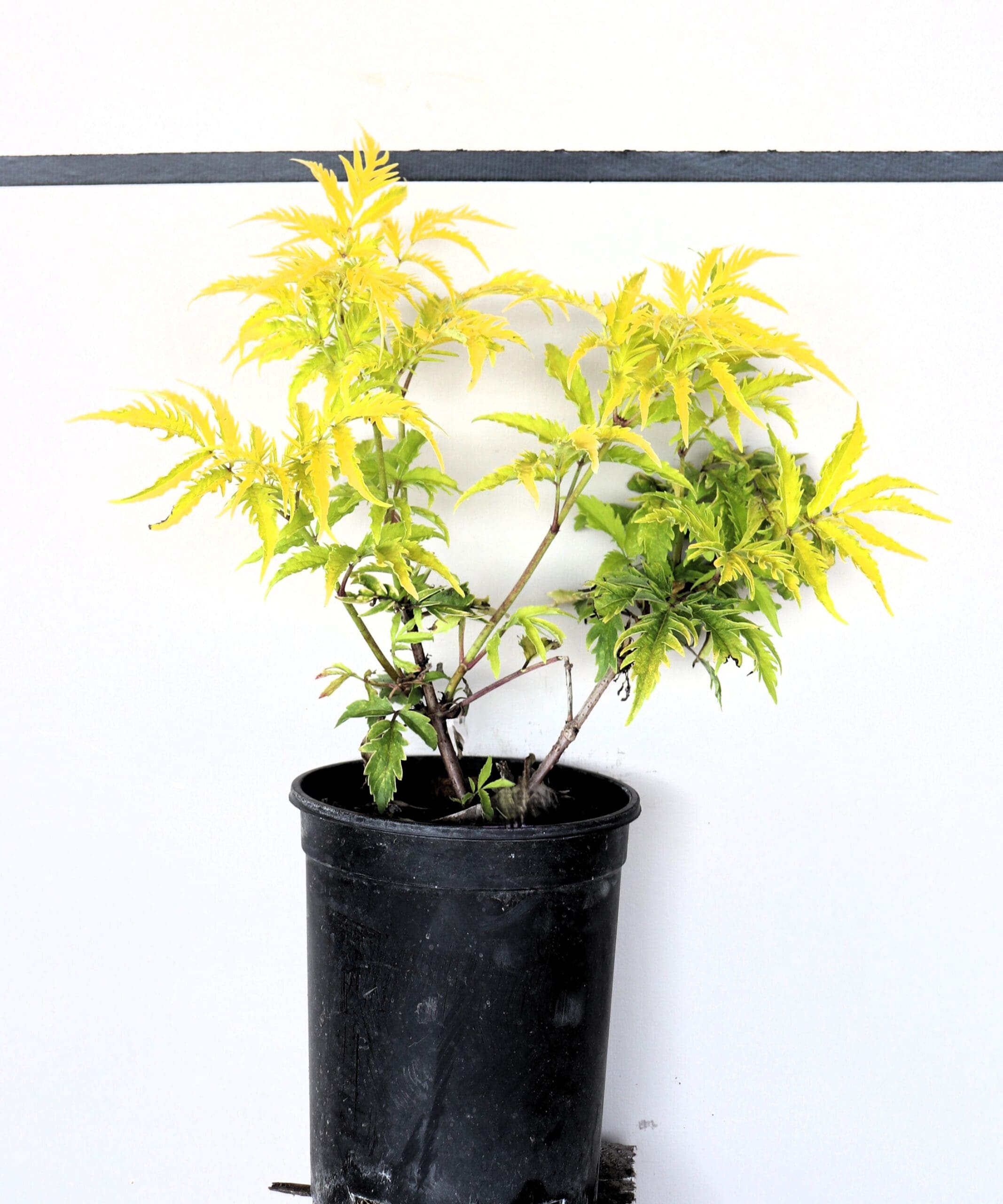 Sambucus racemosa 'Sutherland Golden'