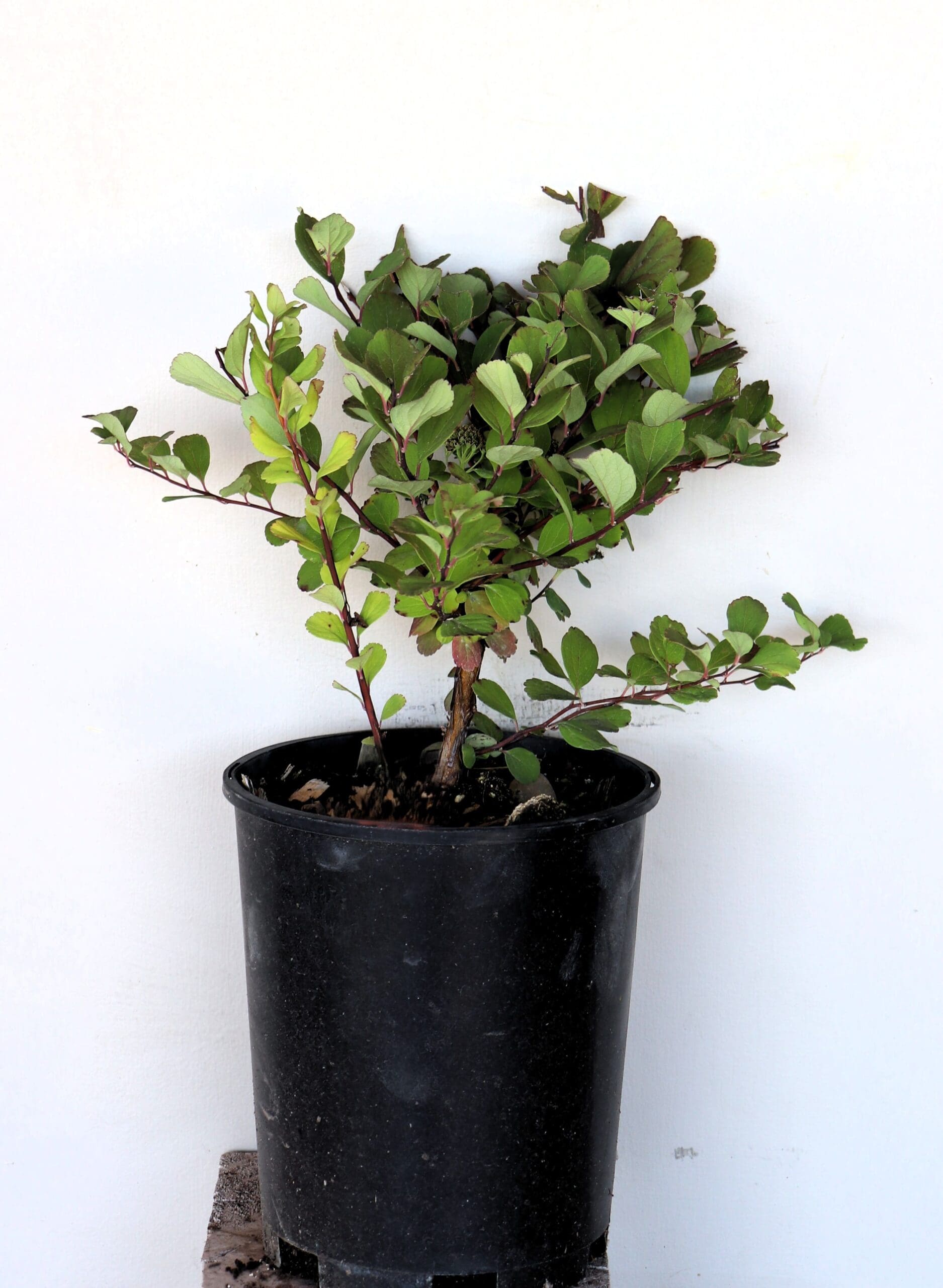 Spiraea betulifolia 'Tor'