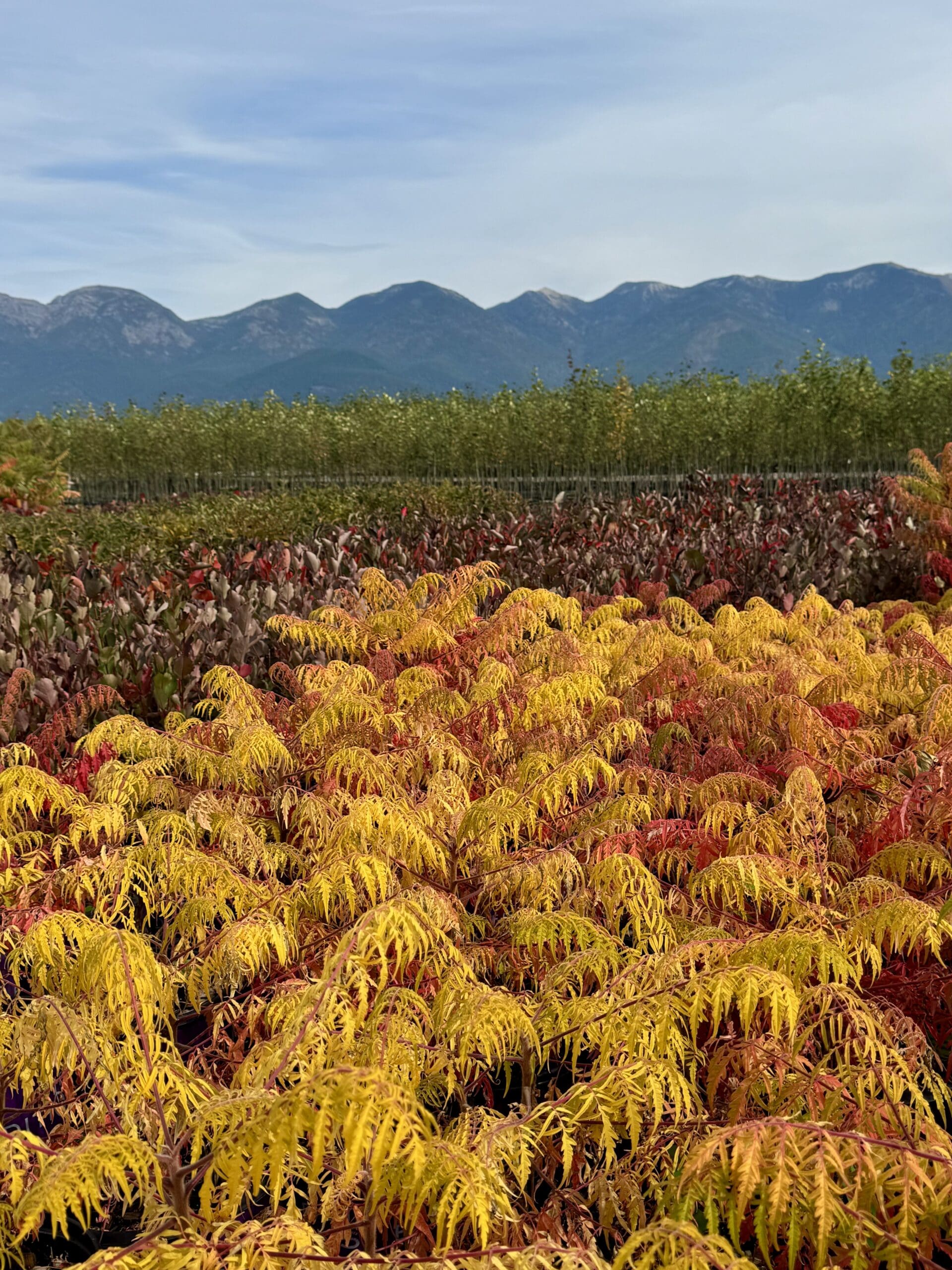 Featured image for “End of Season – Planting & Watering Considerations”